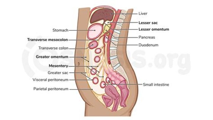 Which mesentery covers most of the abdominal organs?