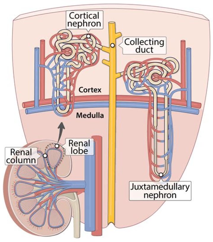 Which nephron produces more concentrated urine?