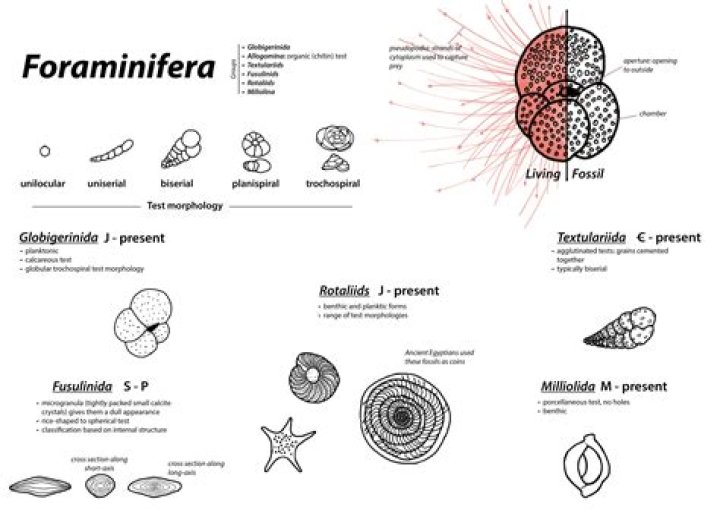 Which of the following are characteristic of foraminifera?