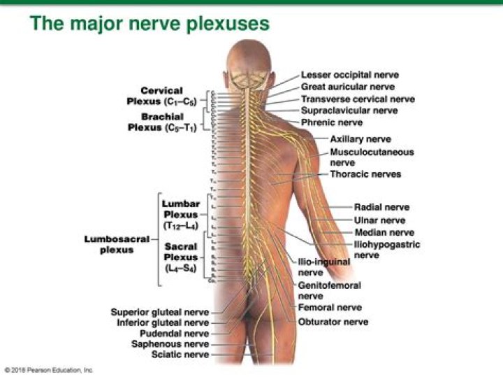 Which of the following are the major nerve plexuses?