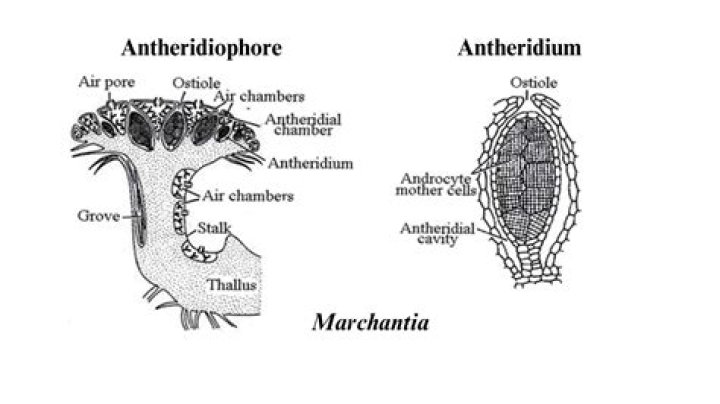 Which of the following types of heterothallism is found in mucor?