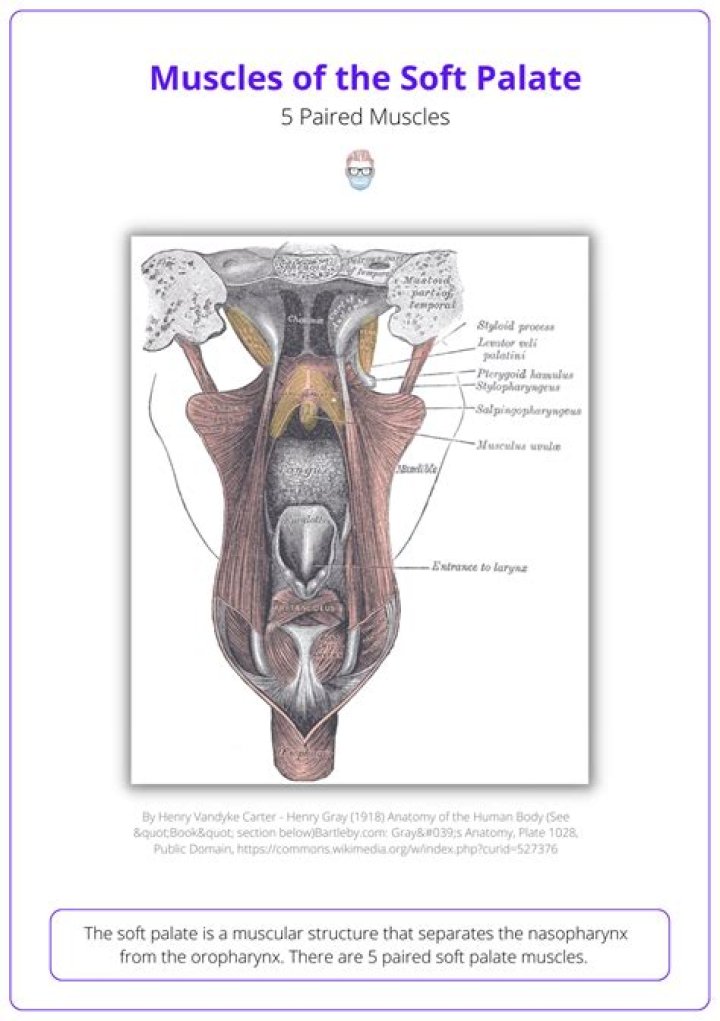 Which of the soft palate muscles?