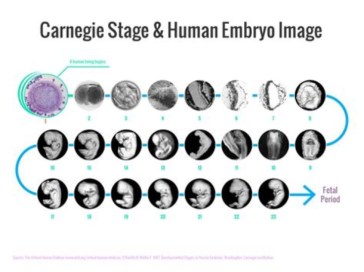 Which organisms undergo carnegie stages?