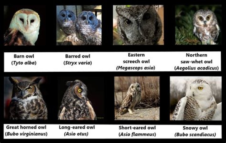 Which owls screech uk?