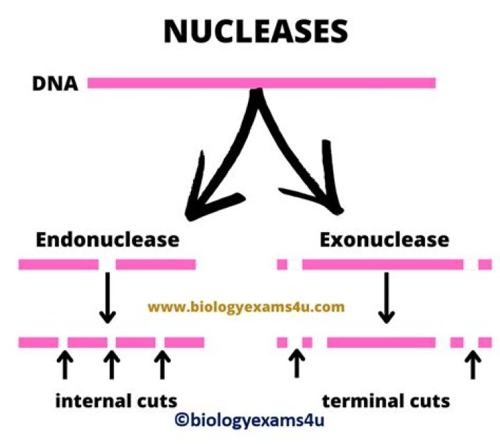 Which restriction endonuclease produce blunt ends?