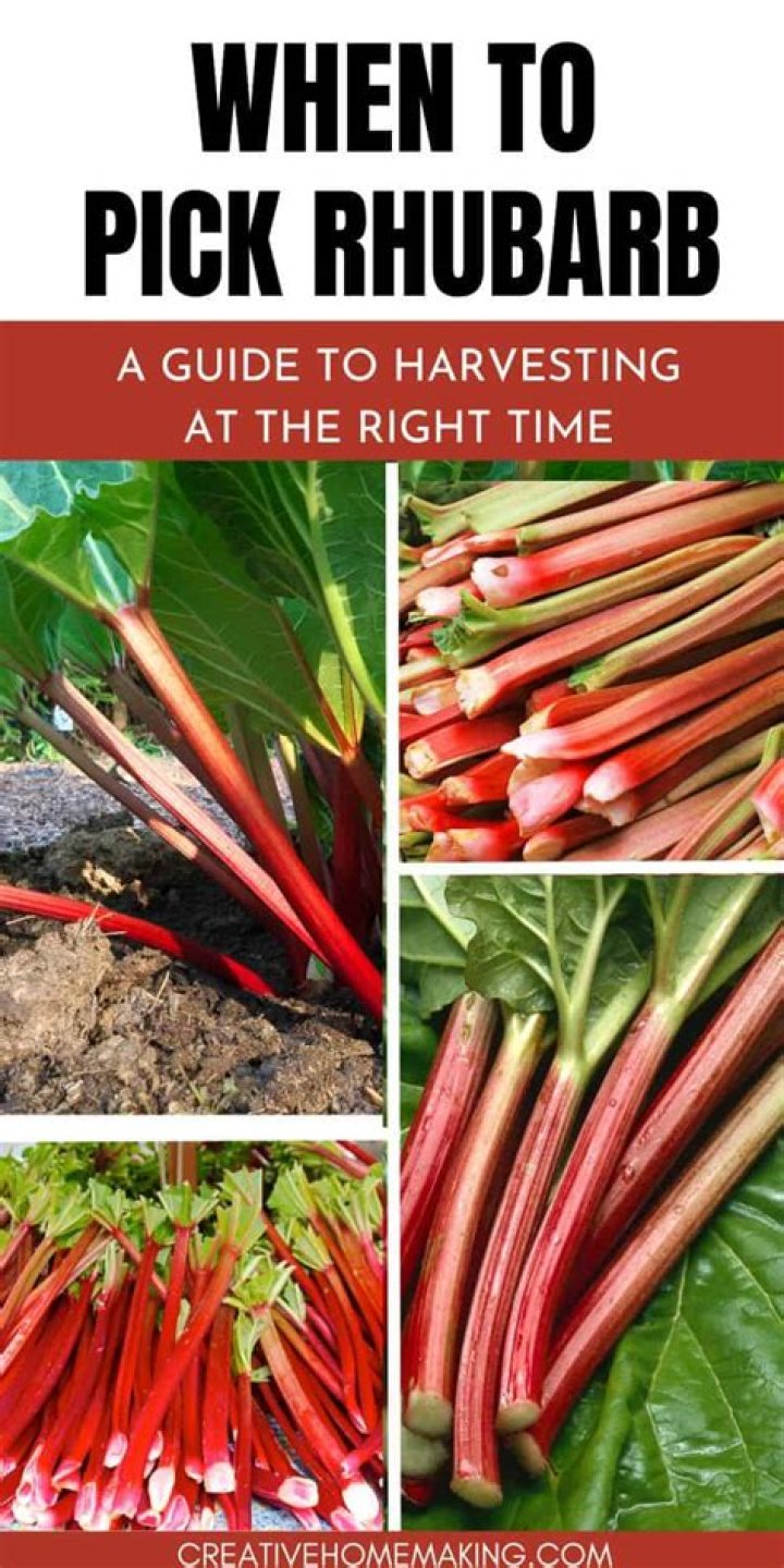 Which rhubarb to pick?