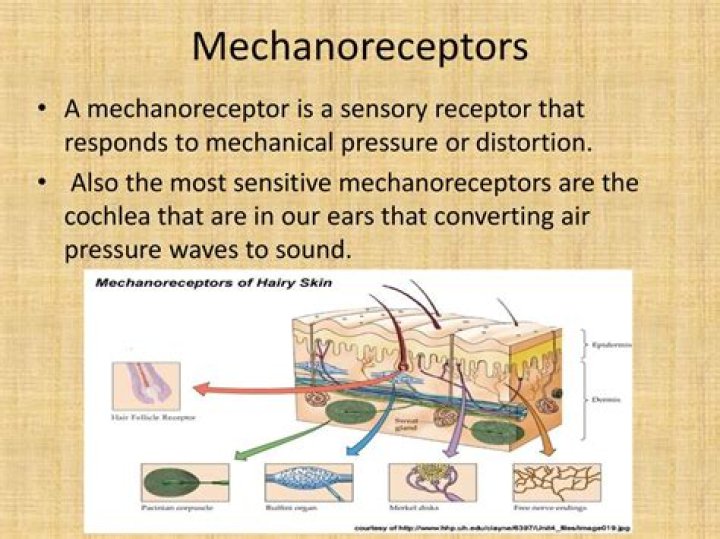 Which sense(is) in addition to touch use mechanoreceptors?