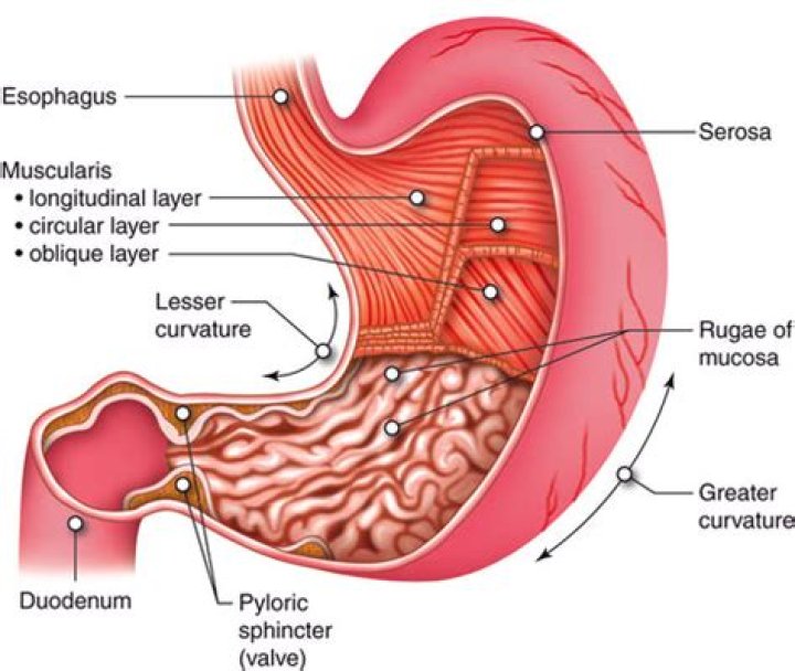 Which term means enlarged and swollen veins at the lower end of the esophagus?