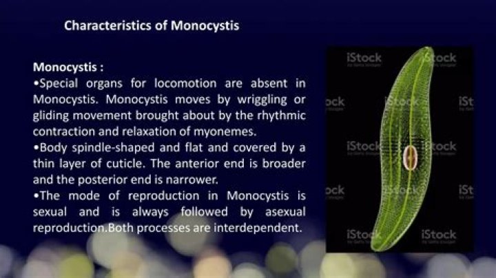 Which type of reproduction seen in monocystis?