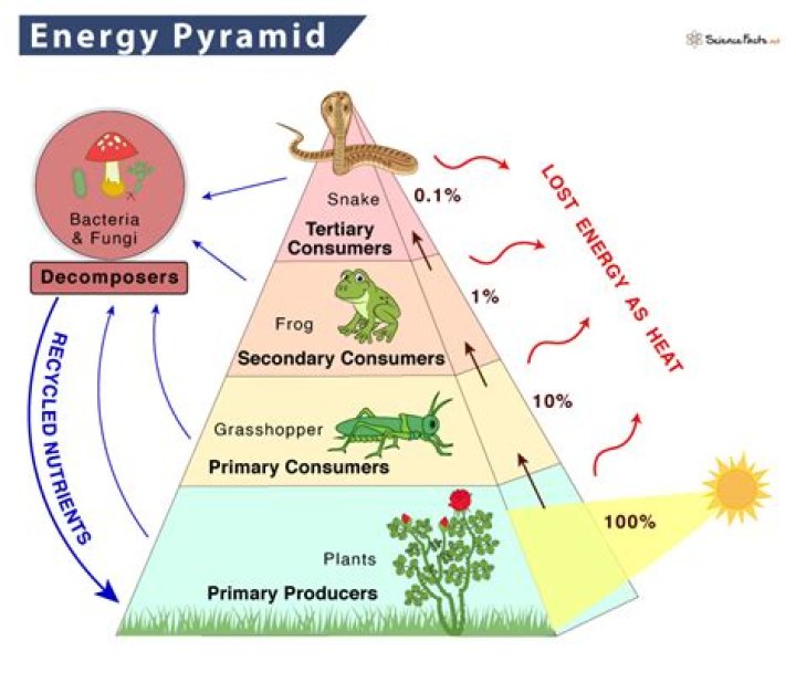 Which zone would most likely be oligotrophic?