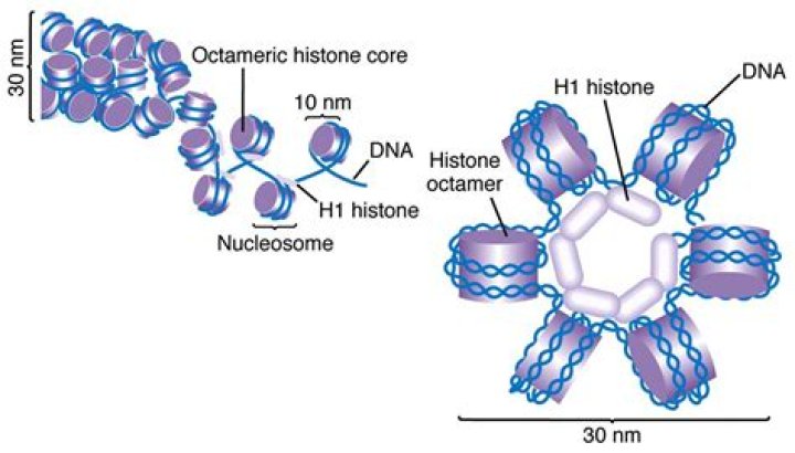 Who are histones related to nucleosomes?