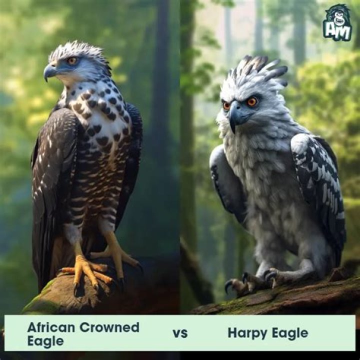 Who can kill harpy eagle?
