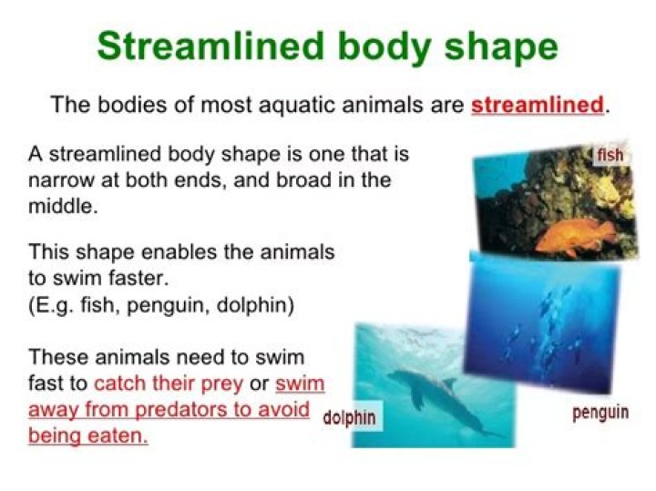 Who has streamlined body?