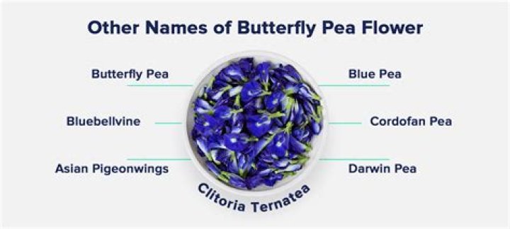 Who is butterfly flower?