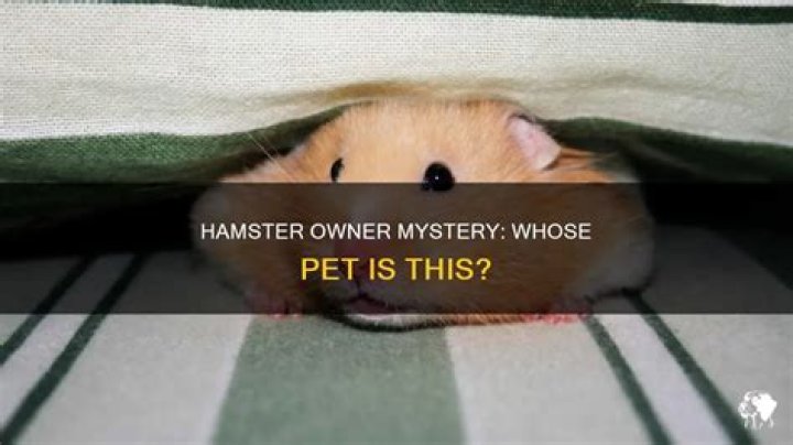 Whos hamster is this?