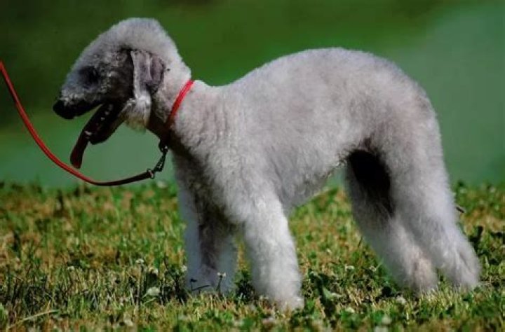 Why are bedlington terriers groomed like that?