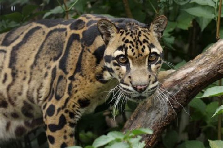 Why are clouded leopards endangered?