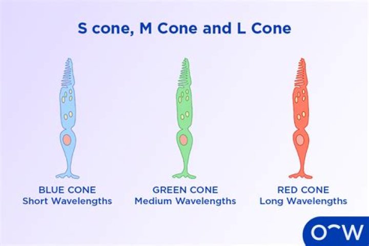 Why are cones serotinous?