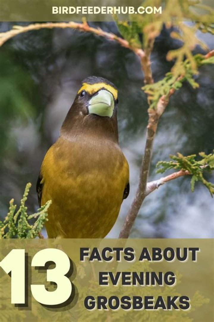 Why are evening grosbeaks called evening?
