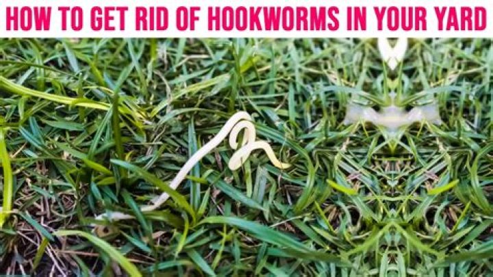 Why are hookworms called hookworms?