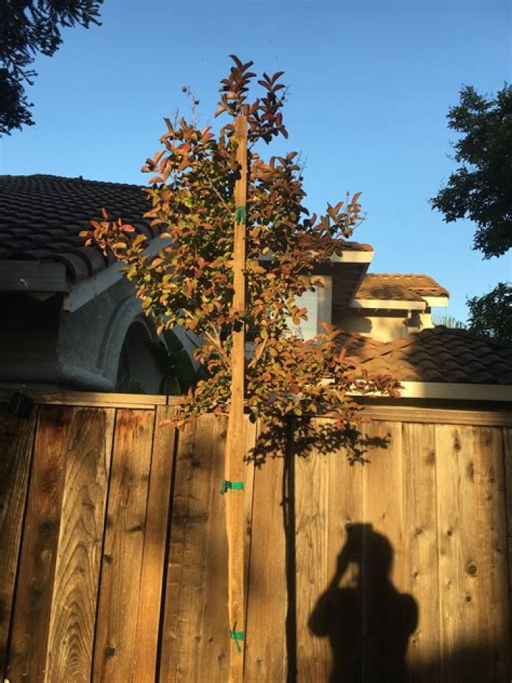 Why are my crepe myrtle leaves turning brown?