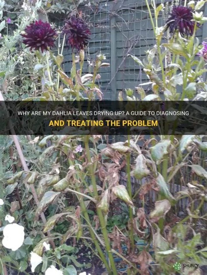 Why are my dahlias dying?