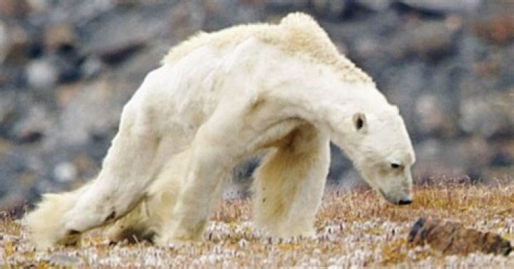 Why are polar bears going extinct?