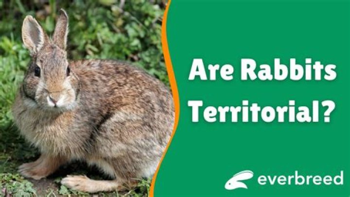 Why are rabbits territorial?