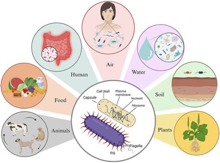 Why compartmentation is important in cells of living organisms?