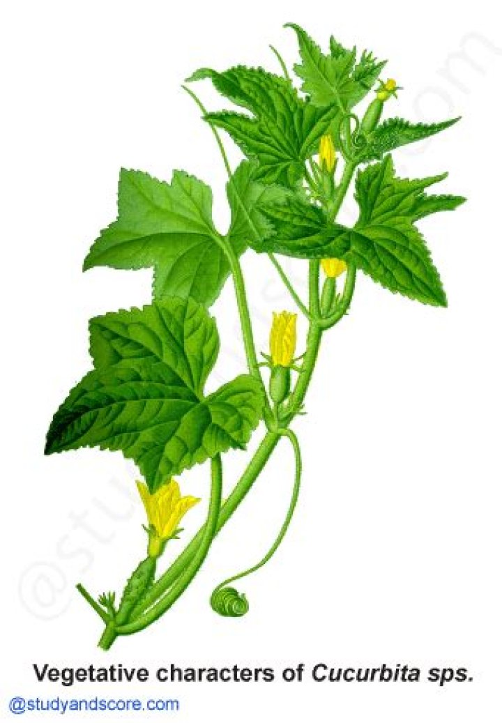 Why cucurbitaceae is important?