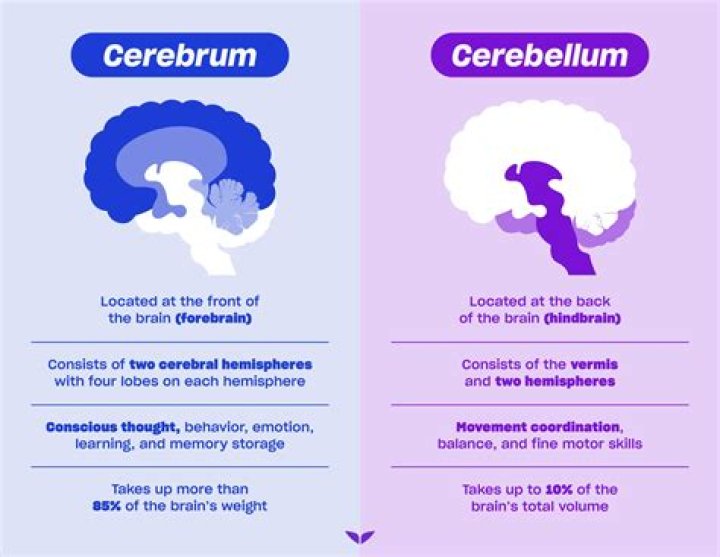 Why did the cerebellum increase in size?