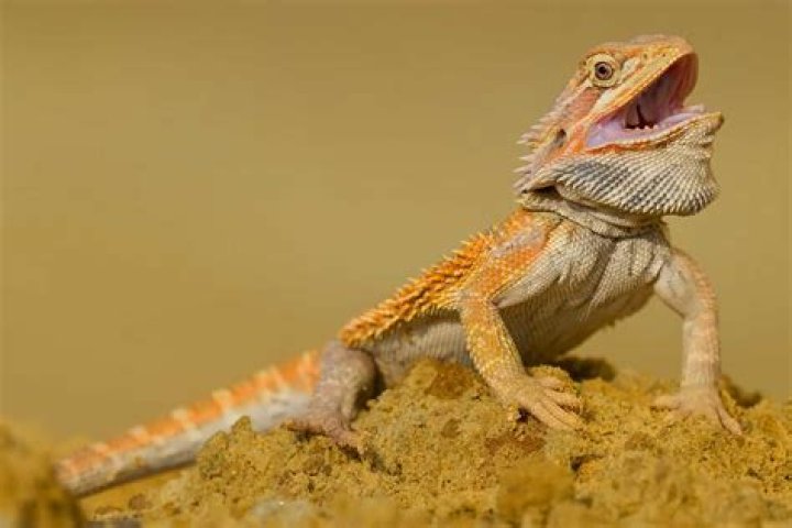 Why do bearded dragons tails fall off?