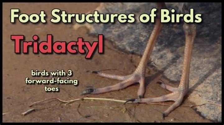 Why do birds have three toes?