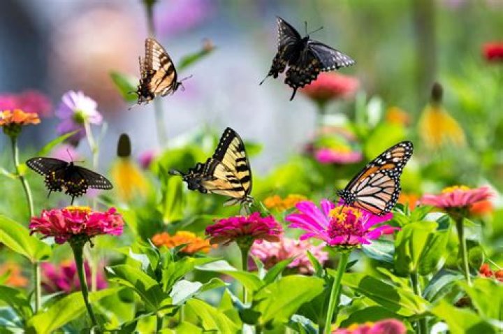 Why do butterflies like certain flowers?