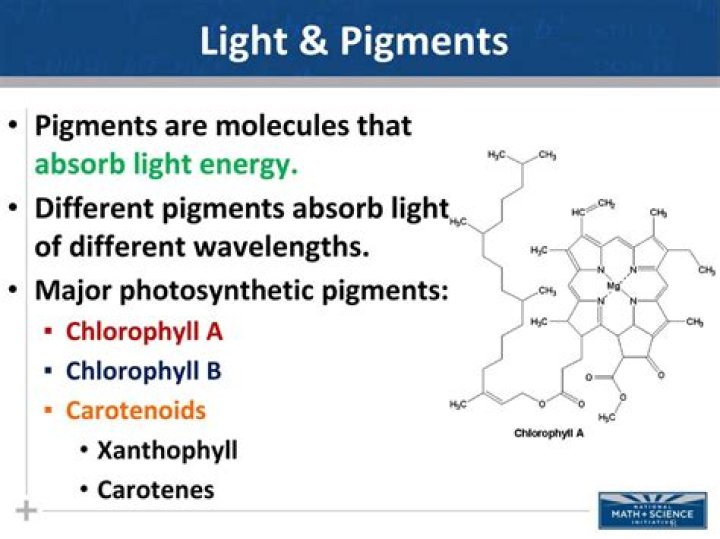 Why do pigments absorb light?