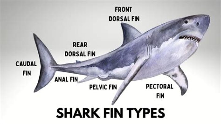 Why do sharks get finned?