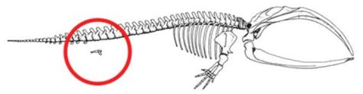 Why do whales have hip bones?