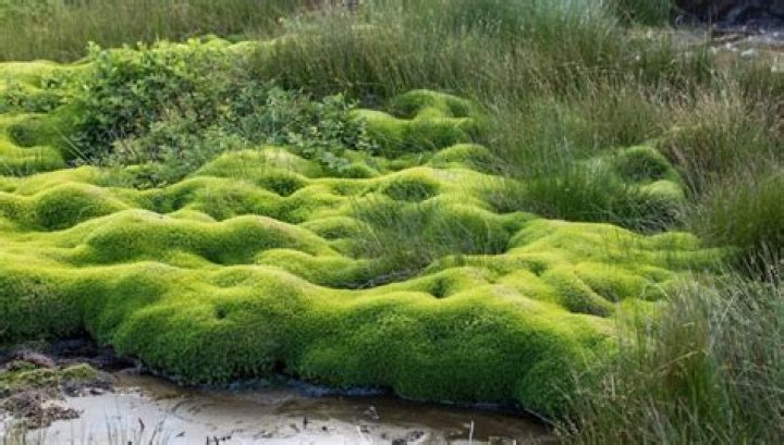 Why does buttermilk help moss grow?