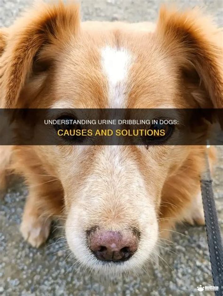 Why does my dog dribble urine?