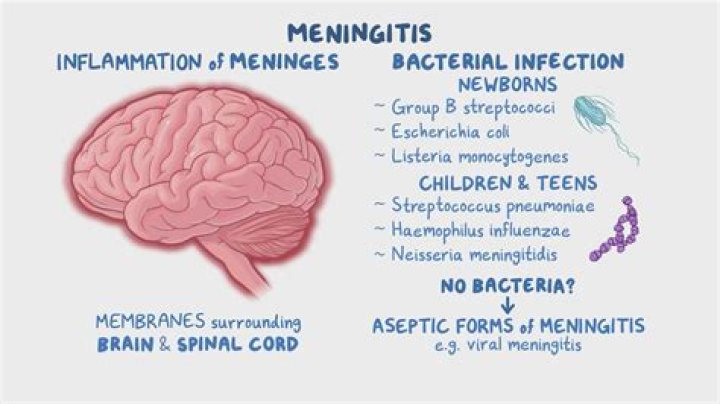 Why does neisseria meningitidis cause rash?