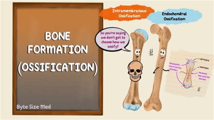Why does ossification stop?