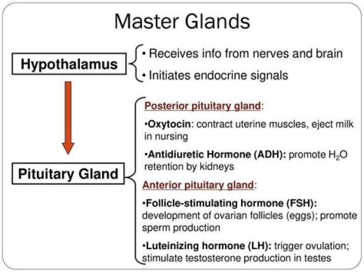 Why hypothalamus is called master of master gland?