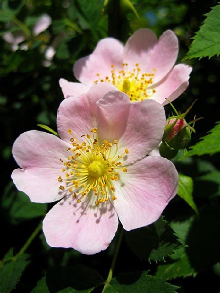 Why is a dog rose so called?