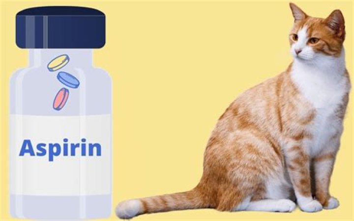 Why is apomorphine contraindicated in cats?