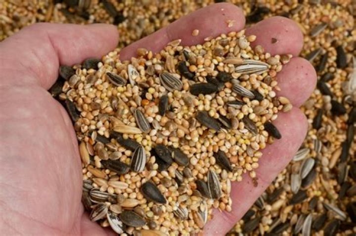 Why is bird seed so expensive?