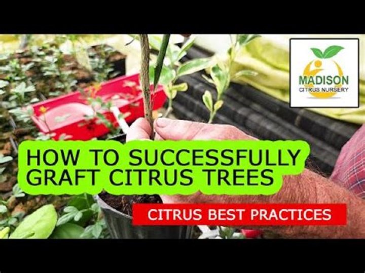 Why is grafting so important when growing citrus trees?