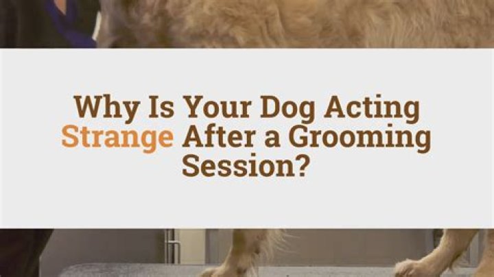 Why is my dog acting strange after grooming?