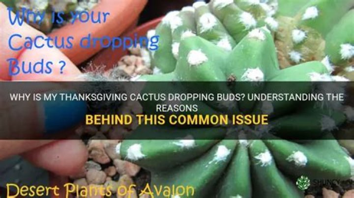 Why is my Thanksgiving cactus dropping buds?