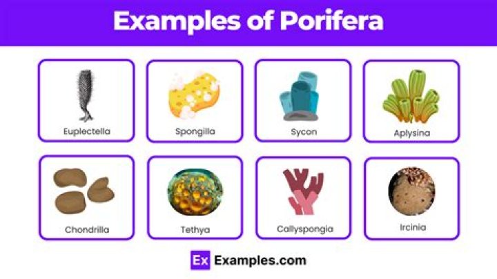 Why is porifera included in kingdom parazoa?
