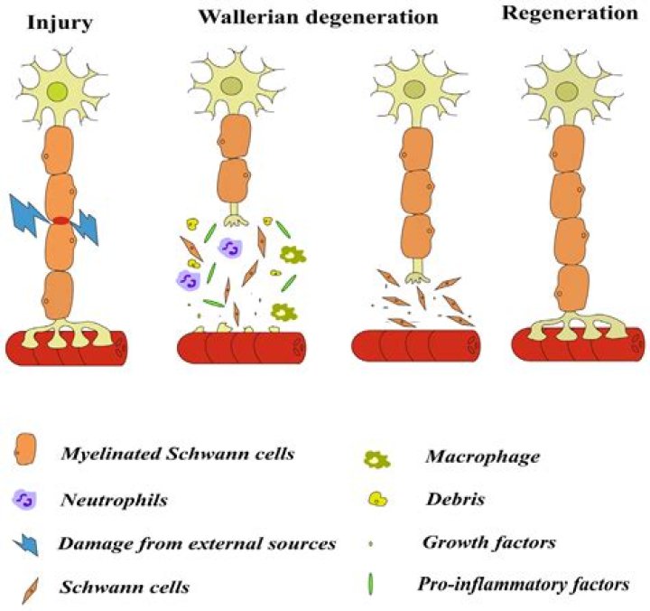 Why is wallerian degeneration in the cns so slow?